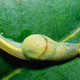 Illustration for article titled This Weird Ninja Slug Shoots Love Darts At Potential Mates